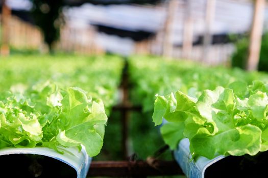 image of Hydroponics vegetable farm
