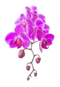 Beautiful pink orchid flowers isolated on a white background