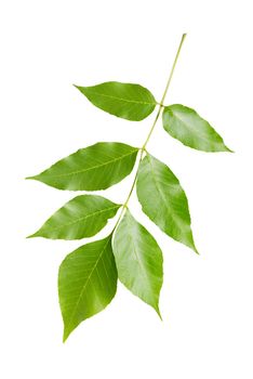 Branch of maple with green leaves, isolated on white background