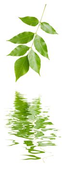 Branch of maple with green leaves, isolated on white background reflected in a water surface with small waves