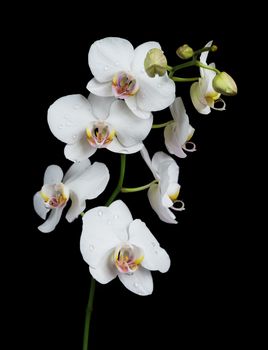 White orchid phalaenopsis flower covered with water drops, isolated on a black background