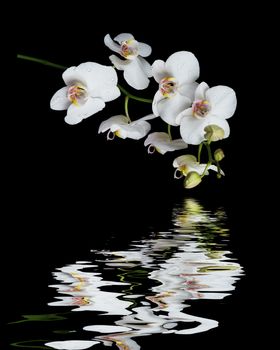 White orchid phalaenopsis flower covered with water drops, isolated on a black background reflected in a water surface with small waves