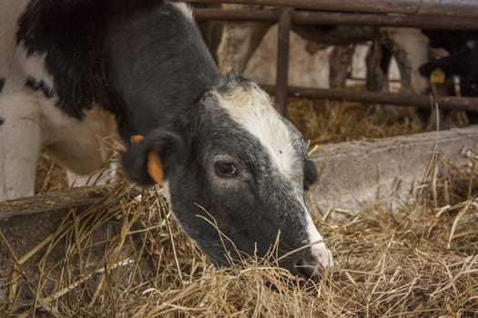 A cow while eating hay of natural origin in a biological rearing in Italy