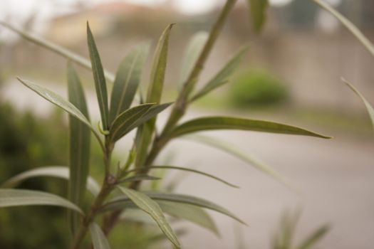 Oleander plant on a daunting and springy day. Artistic photo.