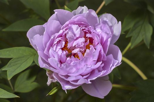 Beautiful purple flower with a small bee intending to feed pollen for the production of honey.