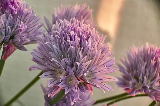 Flower in full bloom phase Grass Plant chives (Allium schoenoprasum). Detail of the petals of this flower with bright colors.