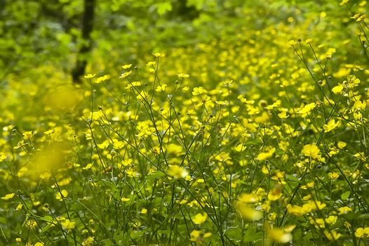 A multitude of yellow flowers in a park. Great as background or texture for graphic designs.