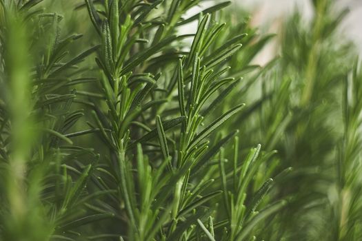 Small detail of rosemary plant: a plant used in the kitchen as amiable spice.