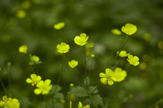 A multitude of yellow flowers in a park. Great as background or texture for graphic designs.