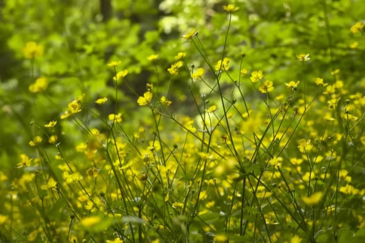 A multitude of yellow flowers in a park. Great as background or texture for graphic designs.