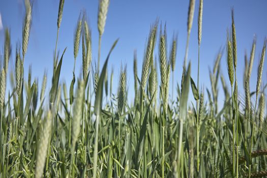 Ears of wheat in a field of cultivation, agriculture in italy.