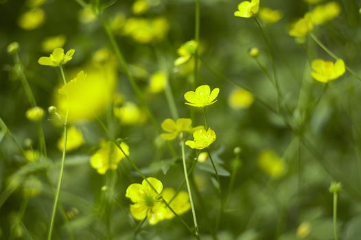 A multitude of yellow flowers in a park. Great as background or texture for graphic designs.