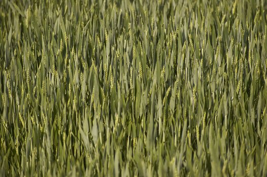 Ears of wheat in a field of cultivation, agriculture in italy.