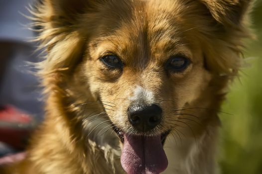 Closeup of the snout of a bright young dog. A tender exemplar of breed dog.