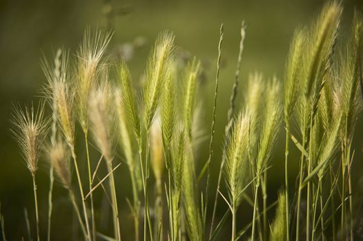 Ears of wheat in a field of cultivation, agriculture in italy.