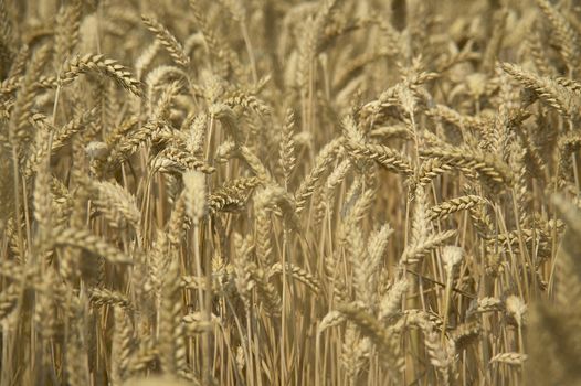 Ears and grain of wheat in a field of cultivation, agriculture in italy.