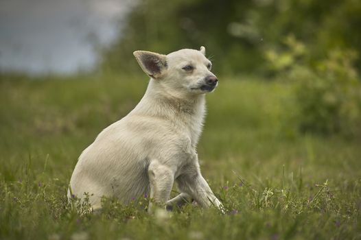 Small dog sitting in the grass with a very careful, proud and imperfect look, in attack position.