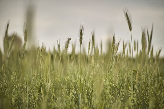 Ears of wheat in a field of cultivation, agriculture in italy.