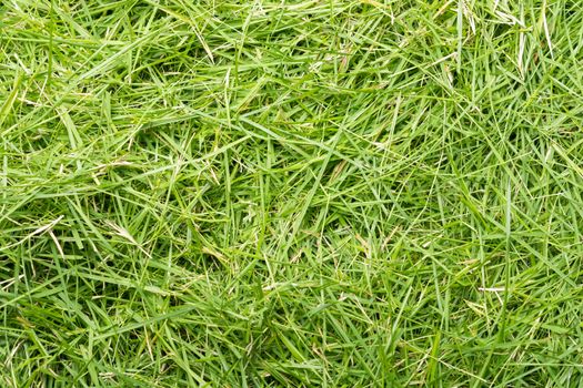 Green grass texture background, the leaf grass it cut