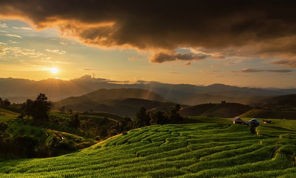 Terraced Rice Field at Pa Bong Piang Chiangmai, Thailand