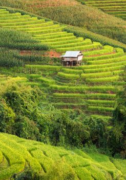 Terraced Rice Field at Pa Bong Piang Chiangmai, Thailand