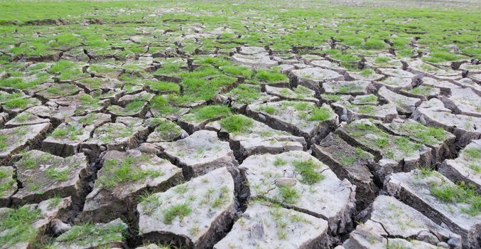 land with dry cracked mud ground texture with new plant