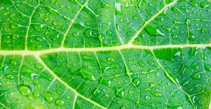 macro water drops on green leaf background texture