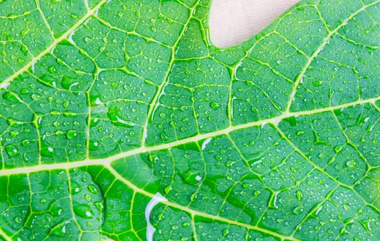 macro water drops on green leaf background texture