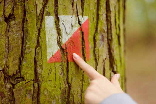 the finger shows the marking of white and red trail in the woods on the tree