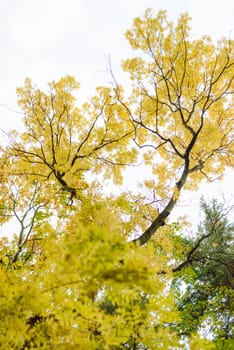 Colorful autumn tree with yellow leaves. View up