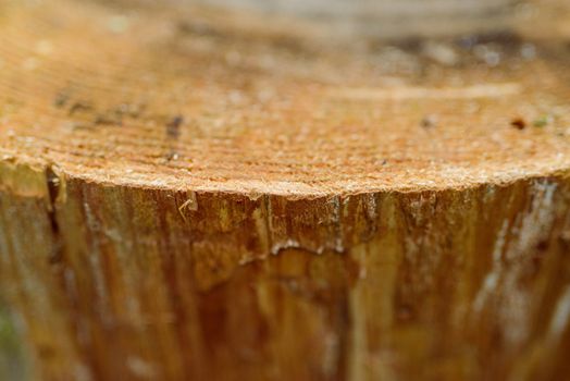 Cross section of tree trunk showing growth rings in the forest. Selective focus
