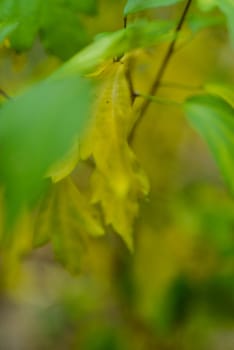 Colorful autumn tree with light green leaves. View up