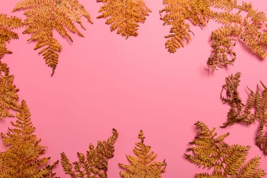Autumn fern leaves isolated on pink background with copy space. Horizontal orienattion. Minimalistic style. View from above.