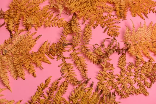 Autumn fern leaves isolated on pink background. Horizontal orienattion. Minimalistic style. View from above.