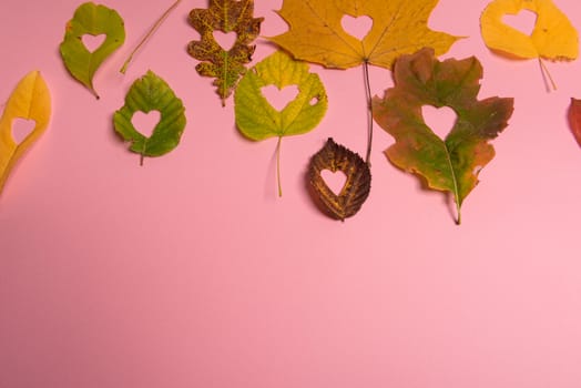 Background group autumn orange, green, yellow and brown leaves. with the heart shape cut out in the middle on pink background. Studio shoot. View from above. Horizontal orientation. Copy space.