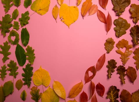 Background group of autumn orange, green, yellow and brown leaves. Heart shape on pink background. Studio shoot. View from above. Horizontal orientation. Copy space.