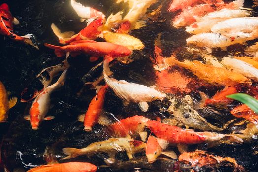 Many beauty carp fish colorful swimming on garden pond
