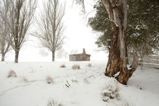 Winter wonderland with fields covered in snow, as snow falls, trees without leaves and other robust gums covered in snow.  A rustic timber shed or outbuilding in the distance