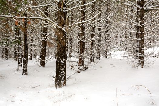 Snow covered plantation pine forest.  Rows of trees branches and leaves draped in soft powder snow