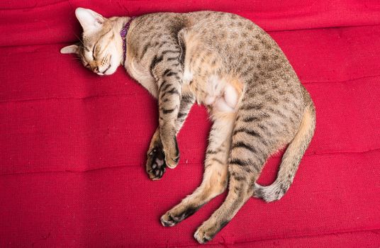 tiger (tabby) cat relaxing sleepping on red sofa