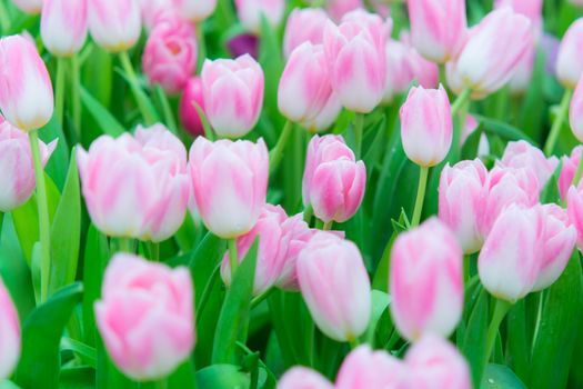 Beautiful colorful Tulip flower on nature background