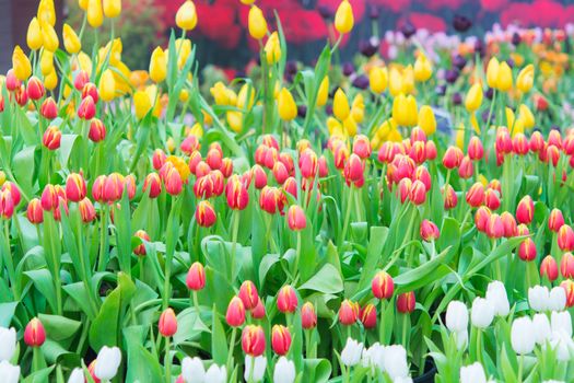 Beautiful colorful Tulip flower on nature background