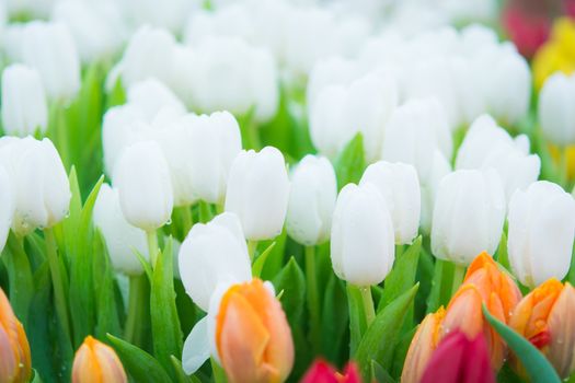 Beautiful colorful Tulip flower on nature background
