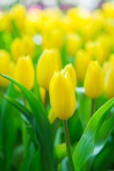 Beautiful colorful Tulip flower on nature background