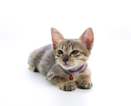 Cute tabby kitten isolated on over white background
