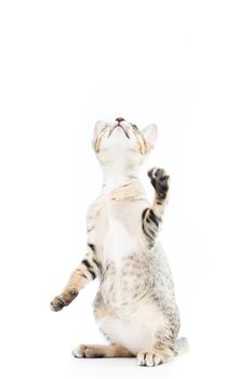 playful toyger kitten stand up show hand isolated on over white background