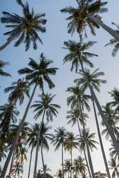 Coconut palm trees perspective high long view