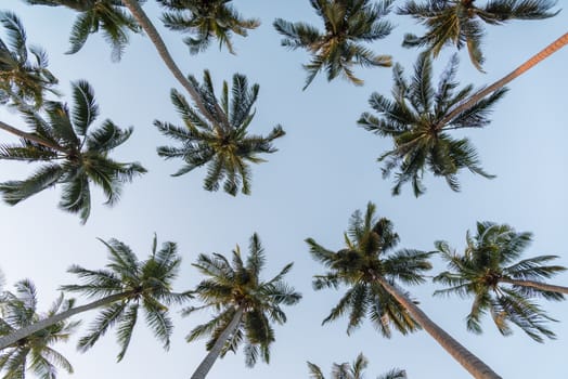 Coconut palm trees perspective high long view
