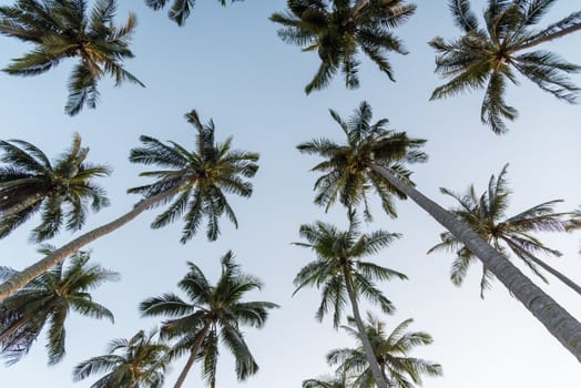 Coconut palm trees perspective high long view