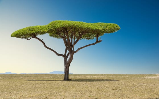 Beautiful landscape tree in the lawn at sunset sunrise